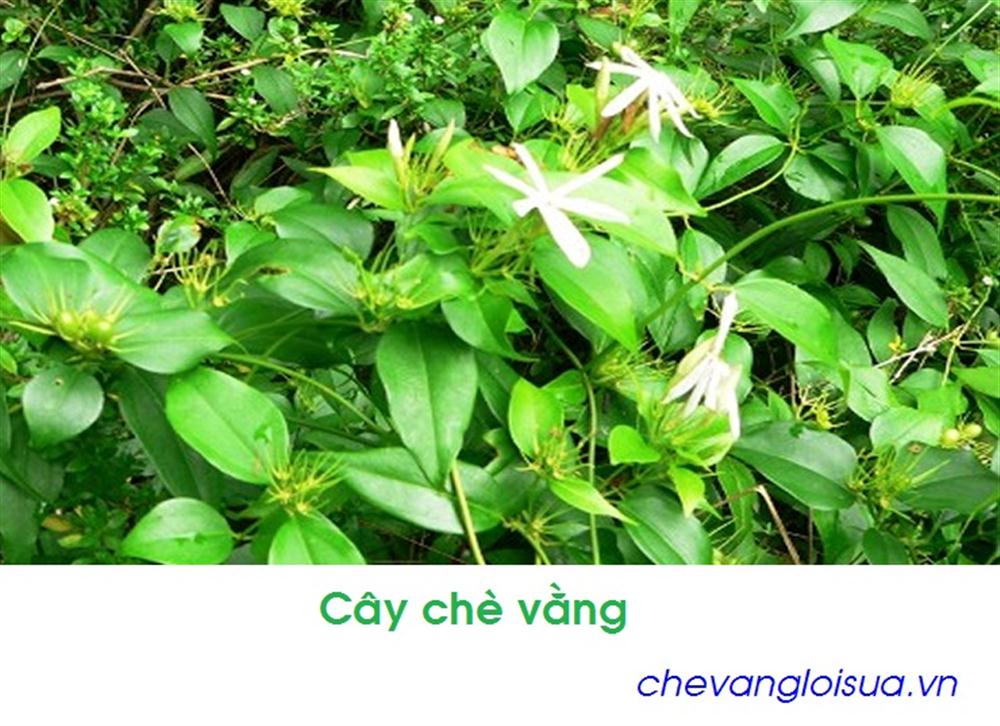 TẠI SAO CAO CHÈ VẰNG CÓ TÁC DỤNG KÉP: hỗ trợ GIẢM CÂN – LỢI SỮA